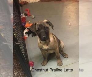 Black Mouth Cur Dogs for adoption in Newport, KY, USA