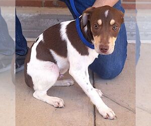 Jack-Rat Terrier Dogs for adoption in Carrollton, TX, USA