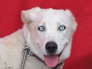 Alusky Dogs for adoption in Pasadena, CA, USA