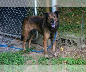 Sheprador Dogs for adoption in Louisville, KY, USA