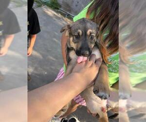 German Shepherd Dog-Siberian Husky Mix Dogs for adoption in San Antonio, TX, USA