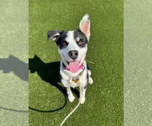 Mutt Dogs for adoption in Shelburne, VT, USA