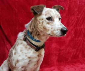 Mutt Dogs for adoption in Fairfield, CA, USA