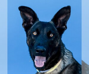 Mutt Dogs for adoption in Pasadena, CA, USA