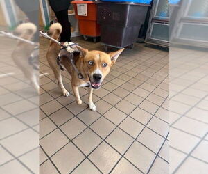 Siberian Husky-Unknown Mix Dogs for adoption in Burbank, CA, USA