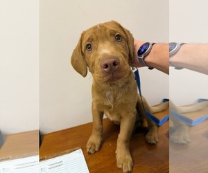 Basset Hound-Unknown Mix Dogs for adoption in Holly Springs, NC, USA