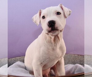 Bullypit Dogs for adoption in Sheridan, CO, USA