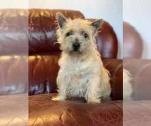 Cairn Terrier Dogs for adoption in Leavenworth, KS, USA