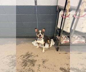 American Staffordshire Terrier-Unknown Mix Dogs for adoption in Tallahassee, FL, USA