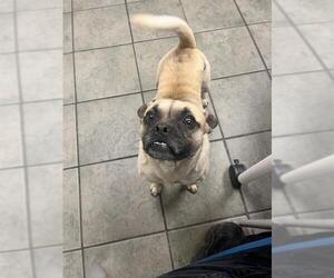 Puggat Dogs for adoption in San Antonio, TX, USA