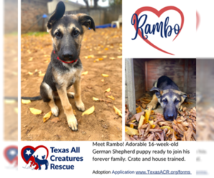 German Shepherd Dog Dogs for adoption in Lillian, TX, USA
