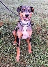 Catahoula Leopard Dog Dogs for adoption in Franklin, TN, USA