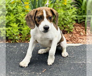 Beagle-Unknown Mix Dogs for adoption in Sterling, MA, USA