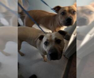 American Pit Bull Terrier-Unknown Mix Dogs for adoption in Oklahoma City, OK, USA