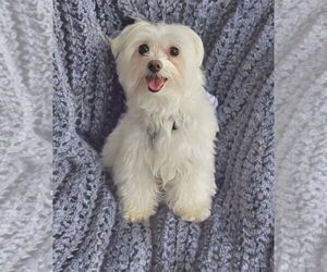 Maltese Dogs for adoption in Plantation, FL, USA