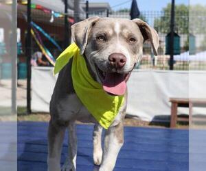 American Staffordshire Terrier Dogs for adoption in San Antonio, TX, USA