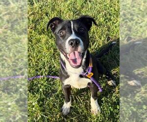 American Pit Bull Terrier-Unknown Mix Dogs for adoption in Louisville, KY, USA