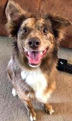 Small Australian Shepherd Mix