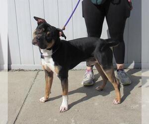 American Staffordshire Terrier Dogs for adoption in Louisville, KY, USA