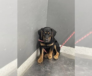 Black and Tan Coonhound-Unknown Mix Dogs for adoption in Tallahassee, FL, USA
