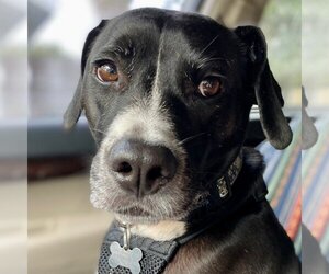Bogle Dogs for adoption in St. Augustine, FL, USA