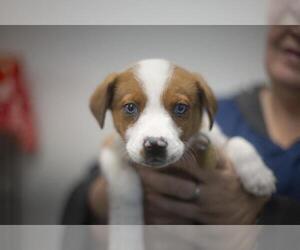 Huskies -Unknown Mix Dogs for adoption in Mountain Home, AR, USA