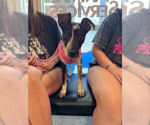 Mutt Dogs for adoption in Louisville, KY, USA