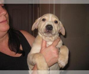 Lab-Pointer Dogs for adoption in Rockaway, NJ, USA
