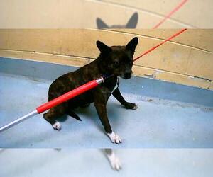 Boston Terrier-Unknown Mix Dogs for adoption in Tulsa, OK, USA
