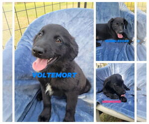 Australian Shepherd Dogs for adoption in Brooksville, FL, USA