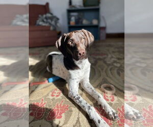 German Shorthaired Pointer-Unknown Mix Dogs for adoption in Estherville, IA, USA