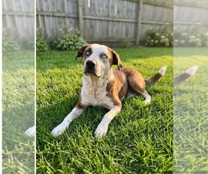 Mutt Dogs for adoption in Hillsboro, MO, USA