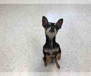Miniature Pinscher Dogs for adoption in Salt Lake City, UT, USA