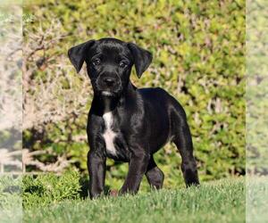 Labrador Retriever-Unknown Mix Dogs for adoption in San Diego, CA, USA