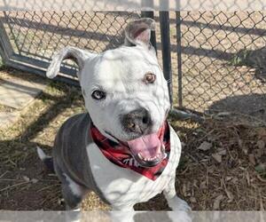 American Pit Bull Terrier Dogs for adoption in Pueblo, CO, USA
