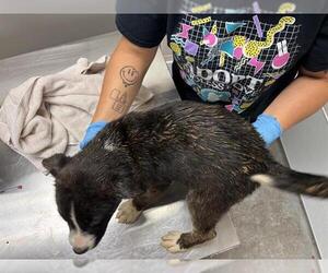 American Pit Bull Terrier-Unknown Mix Dogs for adoption in Oklahoma City, OK, USA