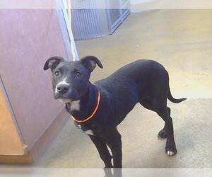 American Pit Bull Terrier-Unknown Mix Dogs for adoption in Sacramento, CA, USA