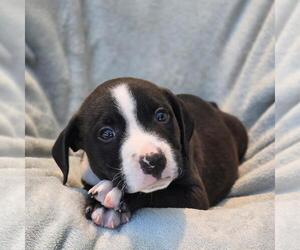 Labrador Retriever-Unknown Mix Dogs for adoption in San Diego, CA, USA