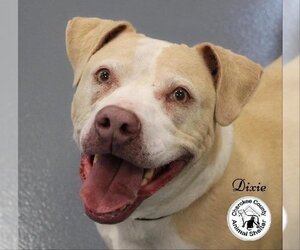 American Pit Bull Terrier Dogs for adoption in Roswell, GA, USA