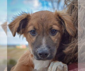 Collie-Unknown Mix Dogs for adoption in Huntley, IL, USA