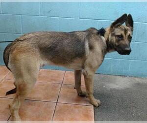 Mutt Dogs for adoption in Downey, CA, USA