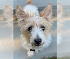 Mutt Dogs for adoption in Cranston, RI, USA