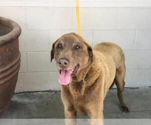 Chesapeake Bay Retriever Dogs for adoption in pomona, CA, USA