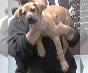 Labrador Retriever-Unknown Mix Dogs for adoption in Fayetteville, NC, USA