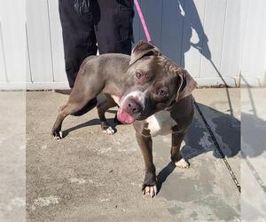 American Bulldog Dogs for adoption in Louisville, KY, USA