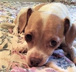 Chihuahua Dogs for adoption in Glenwood, GA, USA