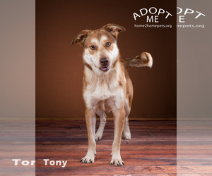 Alaskan Husky-Unknown Mix Dogs for adoption in Denver, CO, USA