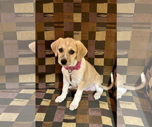 Doxle Dogs for adoption in Royal Palm Beach, FL, USA