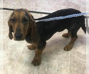 Basset Hound Dogs for adoption in Batavia, OH, USA