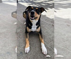 Doberman Pinscher-Unknown Mix Dogs for adoption in Alameda, CA, USA